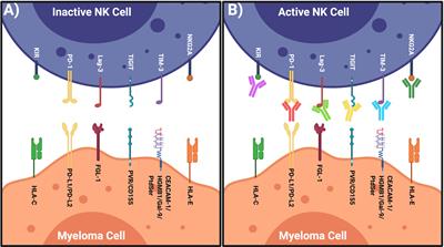 Targeting NK Cell Inhibitory Receptors for Precision Multiple Myeloma Immunotherapy